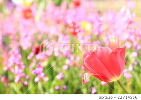 花畑 チューリップ かわいい の写真素材