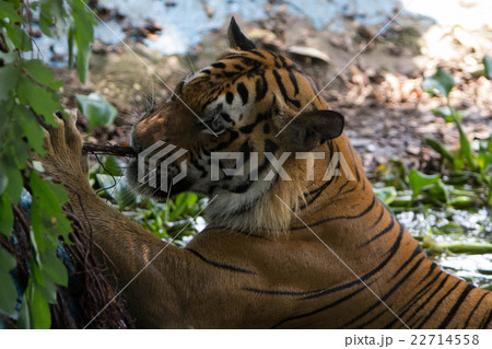 Animal wildlife Animal wildlife 22714558
