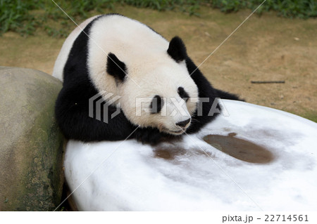 Animal wildlife Animal wildlife 22714561