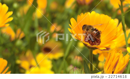 ハチと黄色の花 ハチと黄色の花 22714618