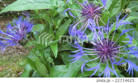 紫の花 紫の花 22714625