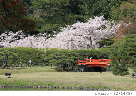 「栗林公園」南庭の北湖越しに見る梅林橋、箱松、桜 「栗林公園」南庭の北湖越しに見る梅林橋、箱松、桜 22714757