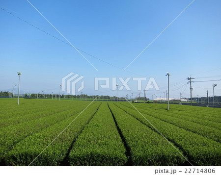 鹿児島銘茶 知覧の茶畑 鹿児島銘茶 知覧の茶畑 22714806