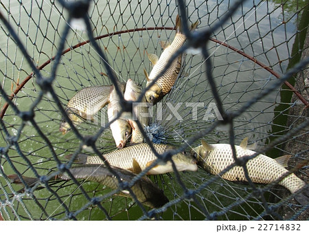 釣果 22714832