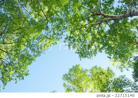 白樺の木（北海道） 22715140