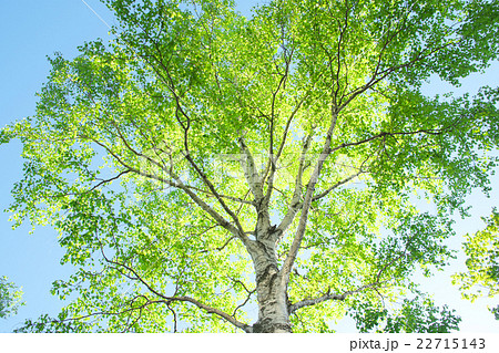 白樺の木（北海道）の写真素材 [22715143] - PIXTA