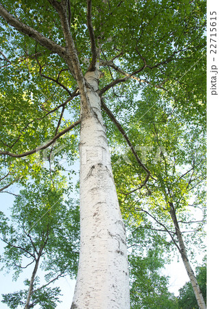 白樺の木（北海道） 22715615