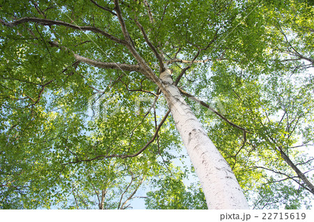 白樺の木(北海道) 白樺の木(北海道) 22715619