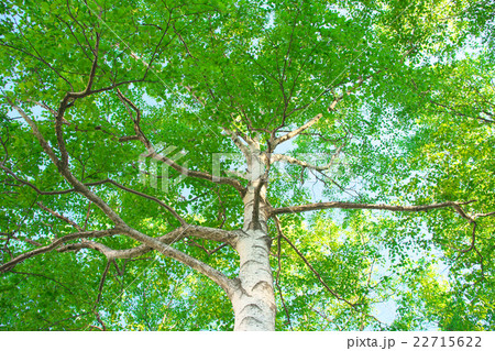 白樺の木(北海道) 白樺の木(北海道) 22715622