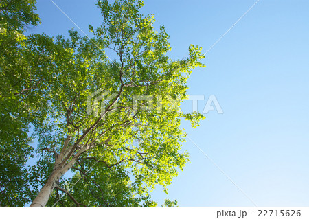 白樺の木（北海道） 22715626