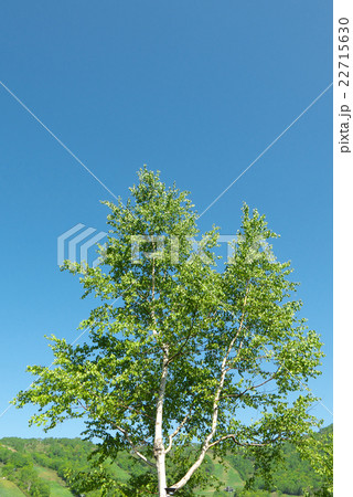 白樺の木（北海道） 22715630