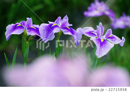 花菖蒲 花菖蒲 22715938