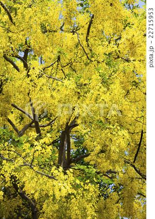 花 フラワー お花 22715953