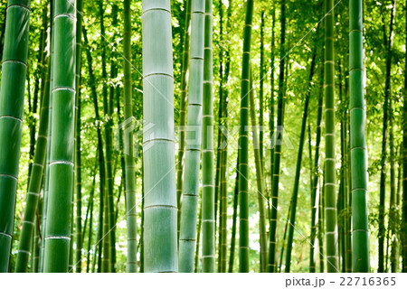 竹, 竹林 竹, 竹林 22716365