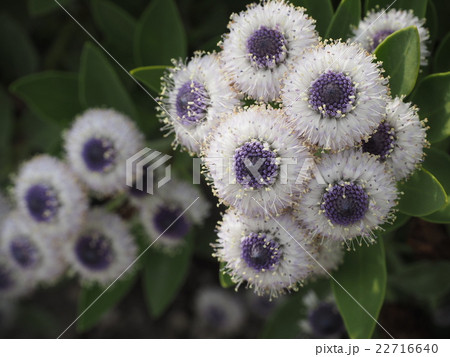 グロブラリア・ブルーアイ グロブラリア・ブルーアイ 22716640