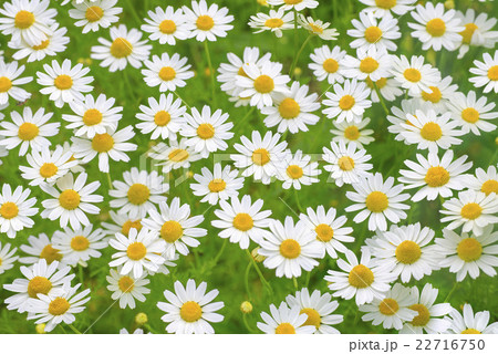 Camomile daisy natural background texture 3 22716750