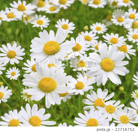 Camomile daisy field natural background texture 5 22716752