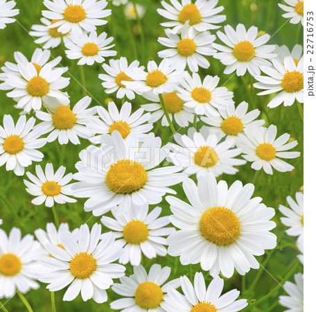 Camomile daisy field natural background texture 6 22716753