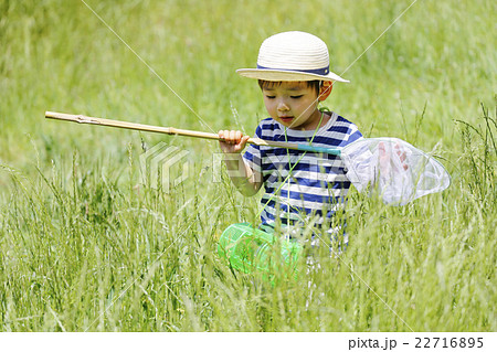 夏休み昆虫採集 夏休み昆虫採集 22716895