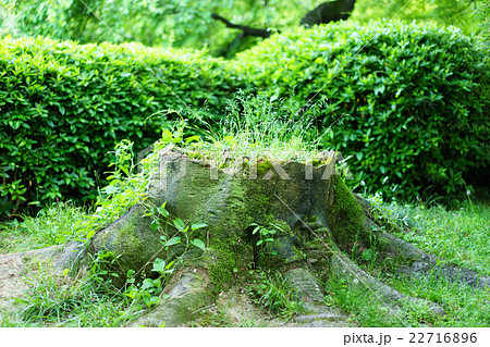 京都府立植物園 新たな息吹 京都府立植物園 新たな息吹 22716896