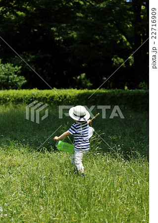 夏休み昆虫採集 夏休み昆虫採集 22716909