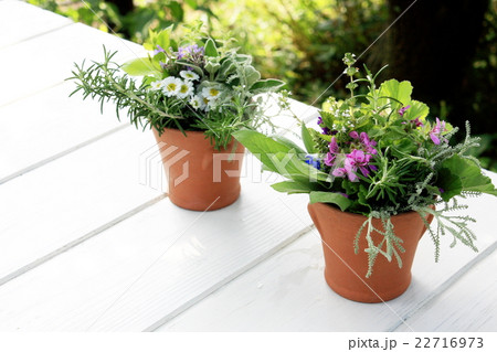 素焼きポットに活けたタッジー・マッジー 22716973