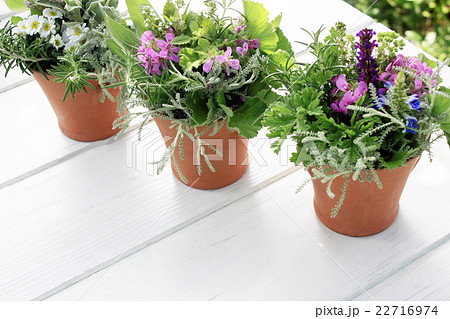 素焼きポットに活けたタッジー・マッジー 22716974