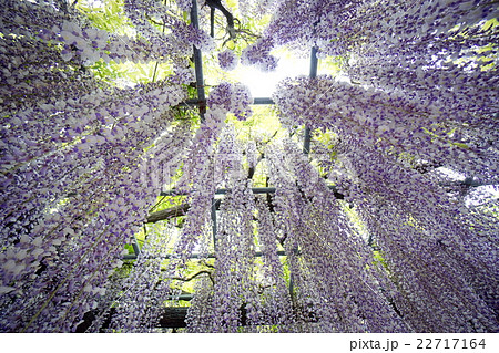 玉敷神社の藤 22717164