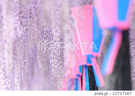 玉敷神社の藤 玉敷神社の藤 22717167