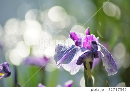 花菖蒲 花菖蒲 22717542