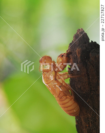 brown light thin insect exuvia shell in garden 22717827