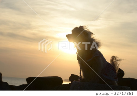 夕陽と犬 22717861