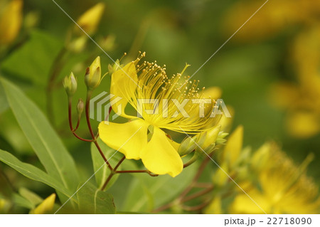 ビヨウヤナギ ビヨウヤナギ 22718090