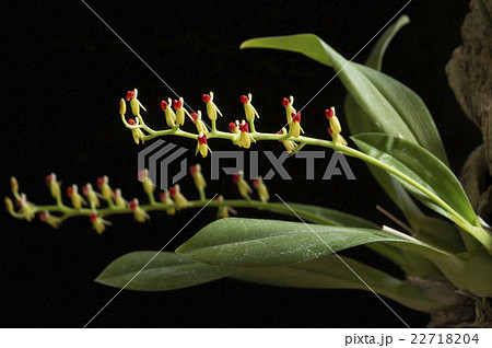 原種洋ランLiparis rhodochilaの写真 22718204