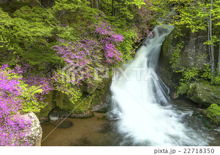 ピンクのつつじと龍頭の滝 22718350