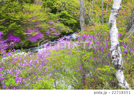 白樺とつつじの滝 22718351