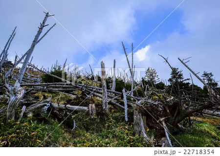立ち枯れと青空 22718354