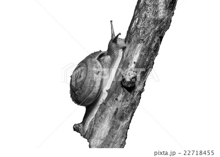black and white of Snail on Branc black and white of Snail on Branc 22718455