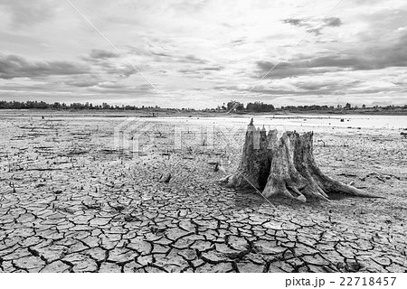 black and white of Stump with cracked mud 22718457