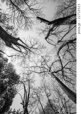 black and white of Sun rays shining through trees 22718523