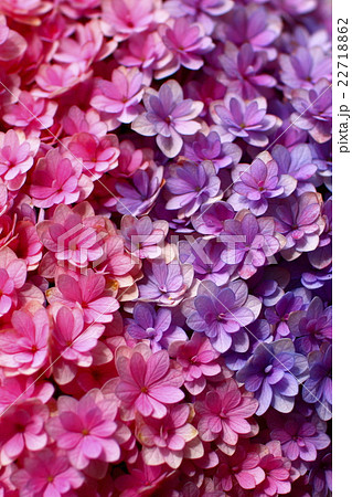 八重の紫陽花 ピンクと紫の写真素材