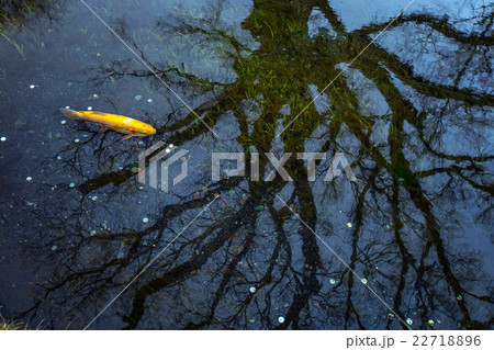 Coin and tree root in lake Coin and tree root in lake 22718896