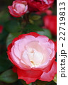 薔薇　赤×白 22719813