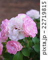 薔薇　ピンク×白 22719815