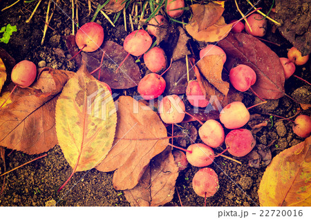 Grunge autumn background Grunge autumn background 22720016
