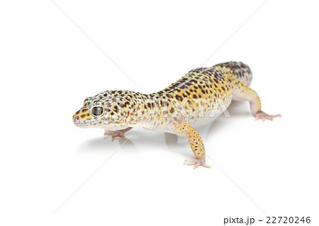 Small gicon lizard 22720246