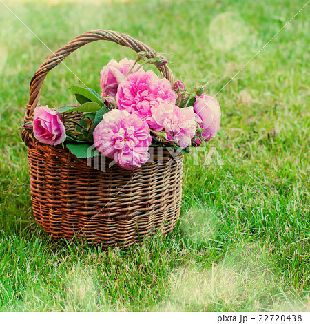 Dog Rose Pink Rosa Canina Flowers Basket 22720438