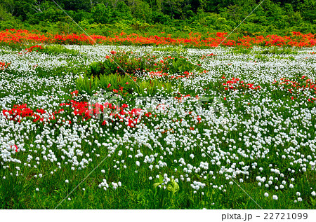 桑の木台湿原 22721099