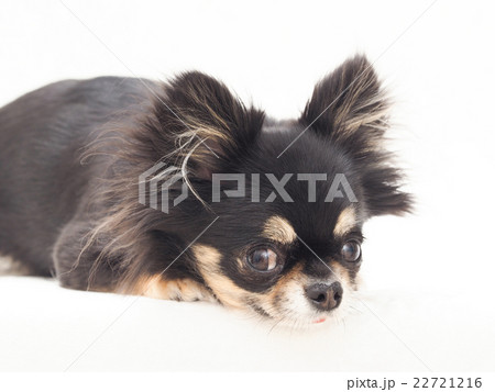 伏せるチワワ 22721216