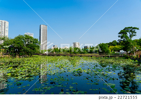 【東京都】不忍池 22721555